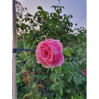 Hồng leo ngoại Souer Emmanuelle