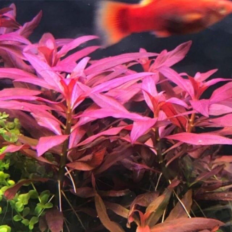 [LÁ NƯỚC] Cây Thuỷ Sinh Huyết Tâm Lan Lớn