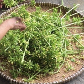 Hoa đu đủ đực tươi 1kg