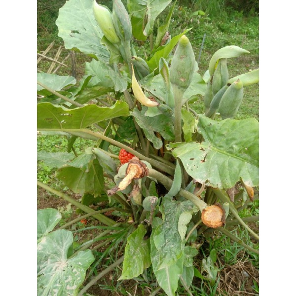 Cây giống ráy voi thân lùn