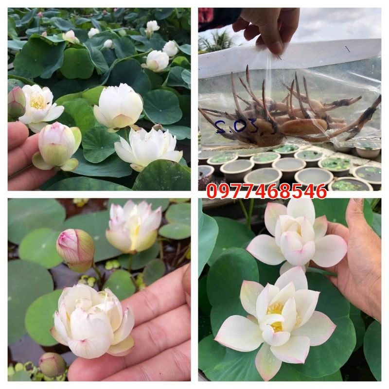Củ sen mini giống Rose dot siêu nụ.