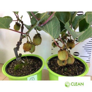 Hạt Giống Kiwi - 30 Hạt