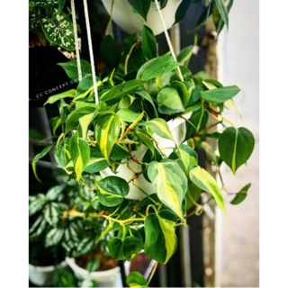 Trầu bà | Philodendron Brasil