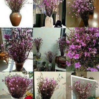 Hoa đỗ quyên sỉ 70k