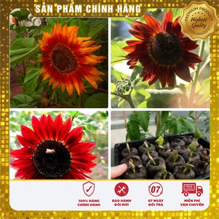 Bộ gói hạt giống Hướng dương đỏ