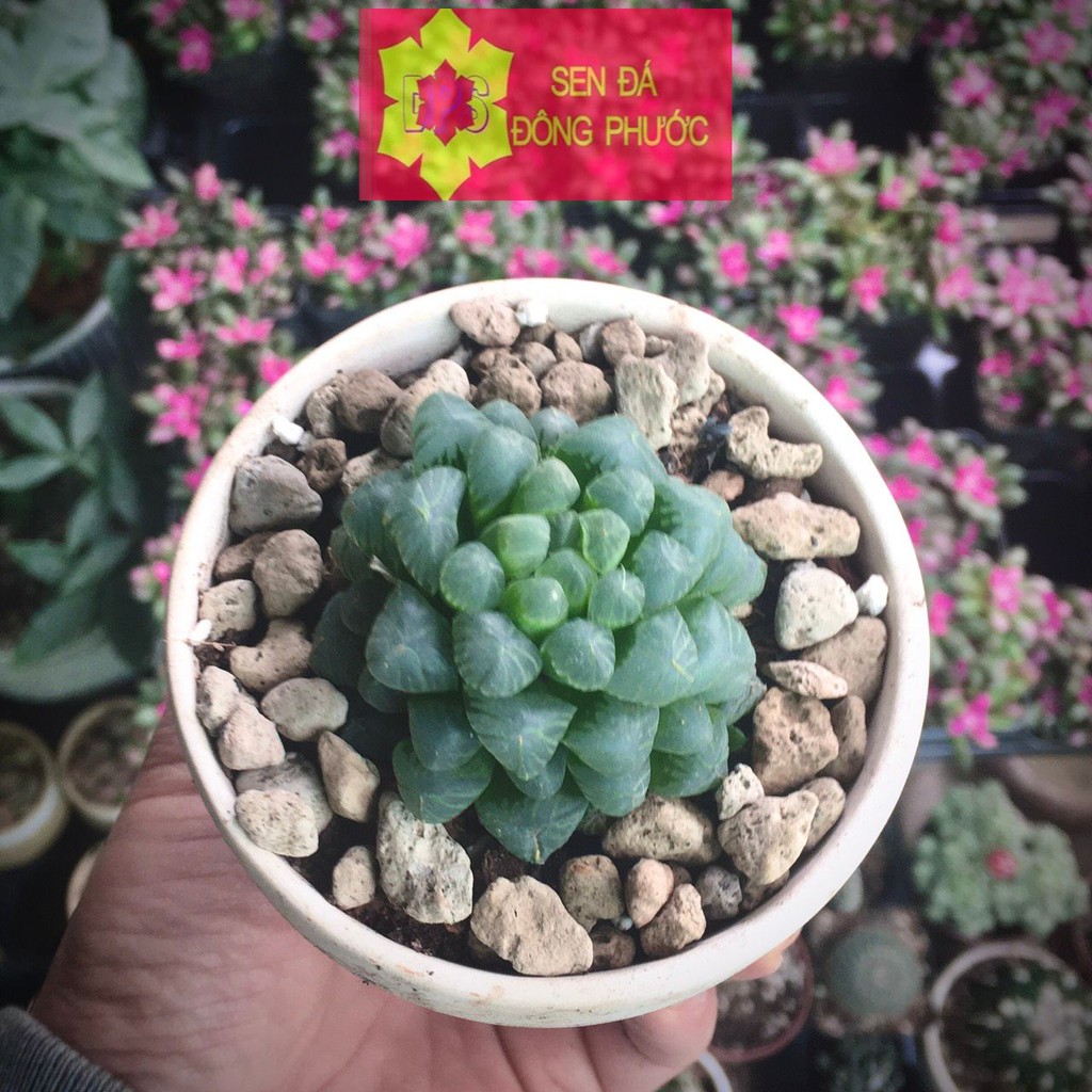 Sen đá kim cương xanh dòng sen Haworthia - Sen đá Đông Phước