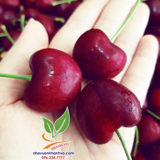 Cây giống cherry mỹ