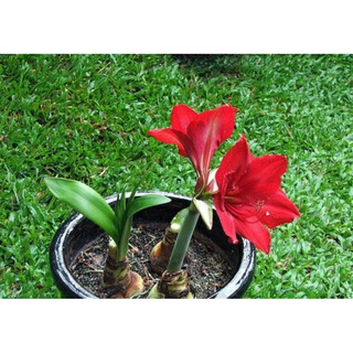 Củ hoa huệ tây đỏ ( lan huệ )