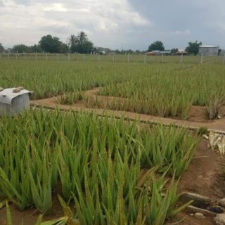 cây nha đam giống