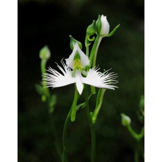 Cây lan hạc trắng