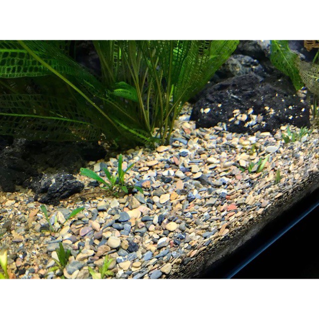 1kg Sỏi suối Thiên Nhiên trải nền hồ cá, hồ thủy sinh - Phụ kiện thủy sinh - Mộc Nhân Farm