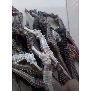 COMBO 10 CON CÁ NGỰA KHÔ SIZE 8-10CM