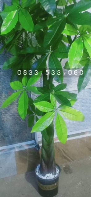 Cây kim ngân kim tiền cao 1m5 - Cây giả trang trí nhà cửa, văn phòng, decor