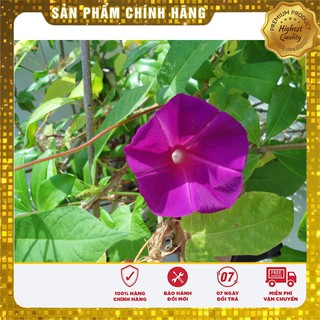 Bộ gói hạt giống Bìm (hoa bìm bìm)