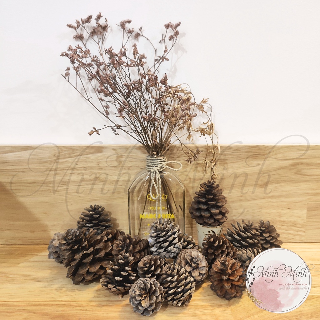 Quả Thông Khô Trang Trí Noel, Quả Thông Mini- Combo 1Kg