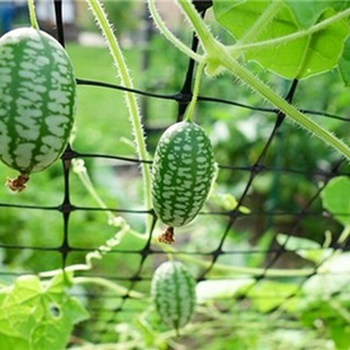 Hạt giống Dưa Hấu Mini