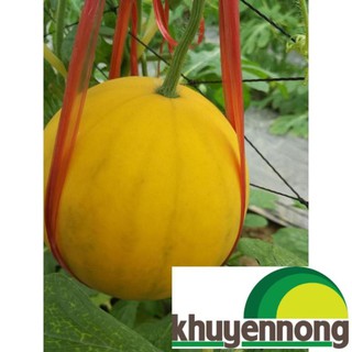 10 Hạt giống dưa hấu vàng ruột đỏ