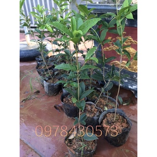 cây mộc hương ta giống cao 50cm