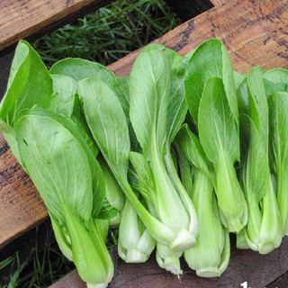 20 gram Hạt giống rau cải thìa (cải chip) cao sản [CHẤT LƯỢNG]