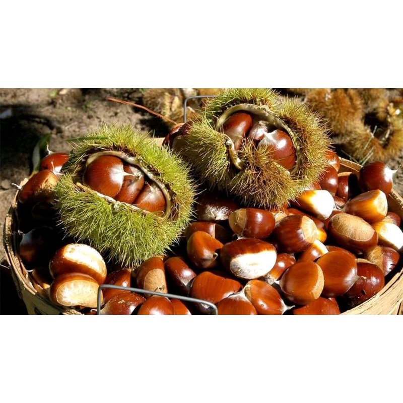 HẠT DẺ T.Ư.Ơ.I