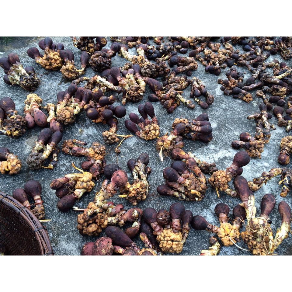 [Mã GROSALE2703 giảm 8% đơn 250K] 1kg nấm ngọc cẩu khô