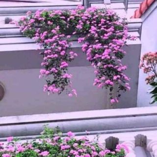 Cây ngũ sắc tím rủ