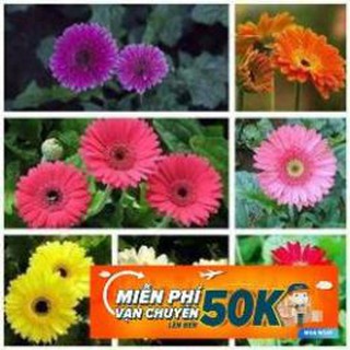 10 Hạt giống hoa Đồng tiền (tặng gói kích nẩy mầm và hướng dẫn)