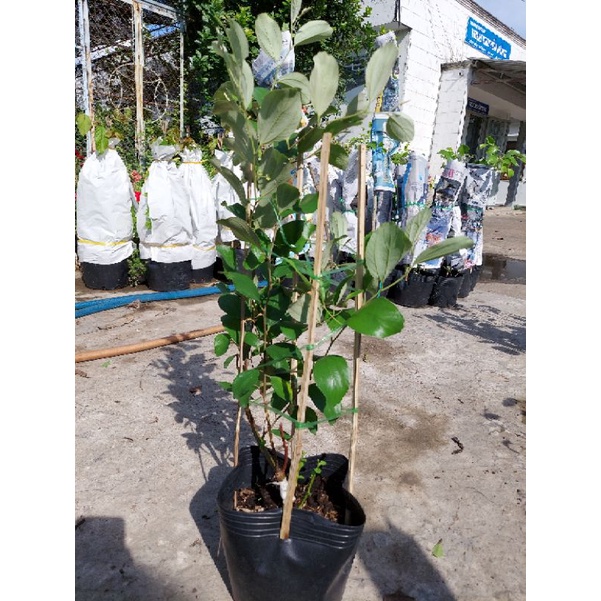 Cây giống táo Thái Lan