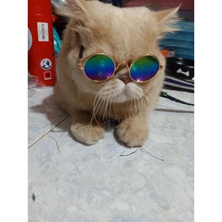 Mắt kính cho chó mèo thú cưng