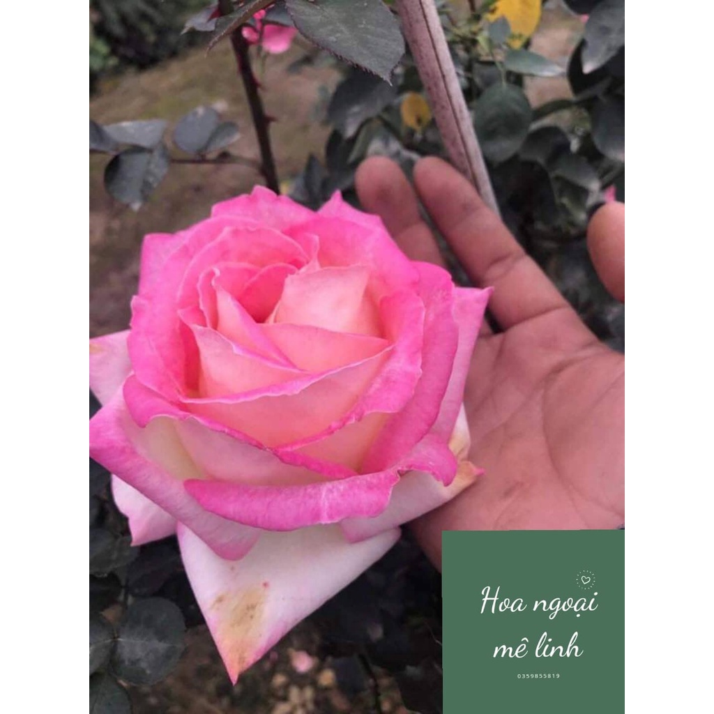 Hoa hồng ngoại Monaco Rose bồng to siêu đẹp -hoangoaimelinh