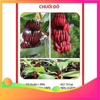 Hạt Giống Chuối Đỏ - 10 Hạt VIETGAR