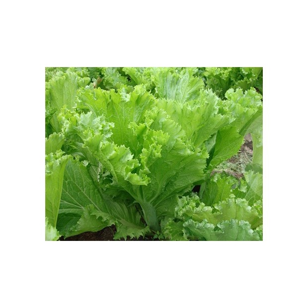 [Rẻ Vô Địch] hạt giống Cải bẹ mào gà ( Cải canh)