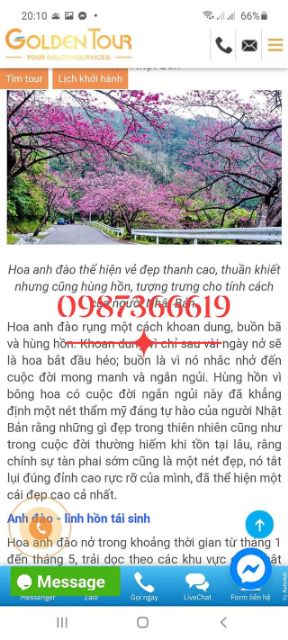 Hoa anh đào nhật bản. Giống đã được ươm thuần o việt nam