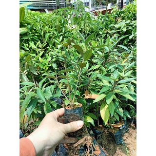 Combo 2 cây giống khổ sâm