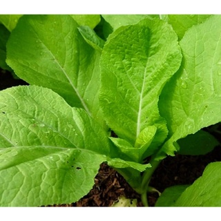 Cải bẹ xanh mỡ 20g/gói #cai#be#xanh#mo