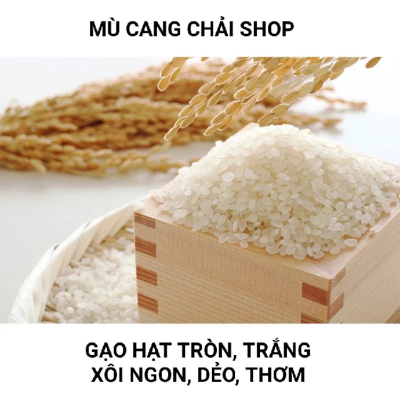 Hạt giống nếp Tú Lệ  Yên Bái túi 1kg