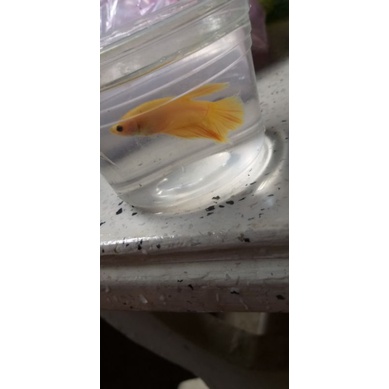 1 Cặp YELLOW lai trốngg máii tặng thức ăn