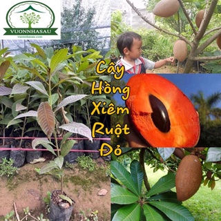Cây Hồng Xiêm Ruột Đỏ Thái Lan - Hồng Xiêm Khổng Lồ (Sapôchê)