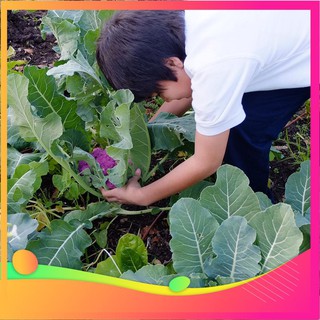 Hạt Giống Súp Lơ Tím - 10 Hạt VIETGAR