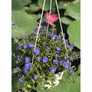 Chậu treo Hoa Thanh Tú