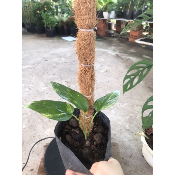 trầu bà  Epipremnum pinatum leo cột