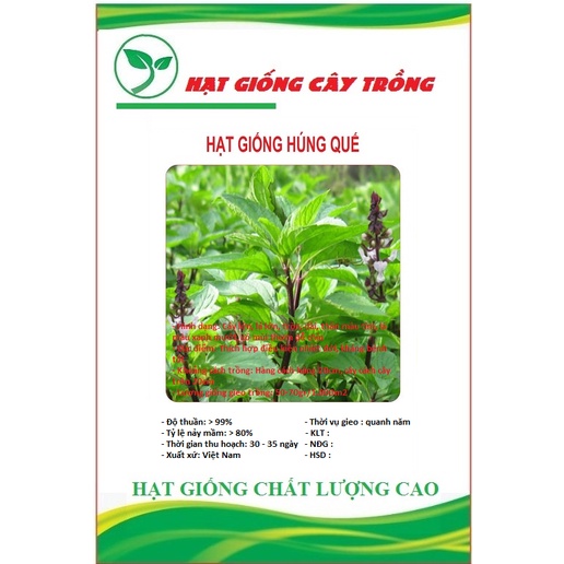 Hạt giống rau húng quế lá to CT130 - Gói 2gram
