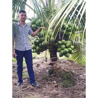 Cây dừa xiêm lùn