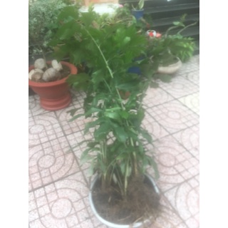 cây đủng đỉnh bầu đất không chậu