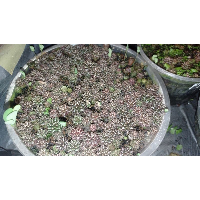40 cây xương rồng gym vân size 0,5- 1cm