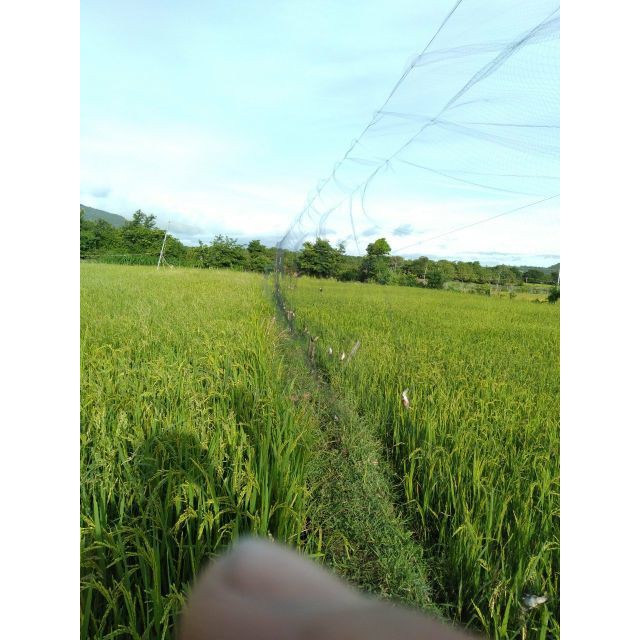 Lưới bẫy chim lỗ 6 phân cao 5 mét dài 60m đã làm chống gió và 4 dây 3 túi ngon lành, mua về chỉ việc sửa dụng. ltk