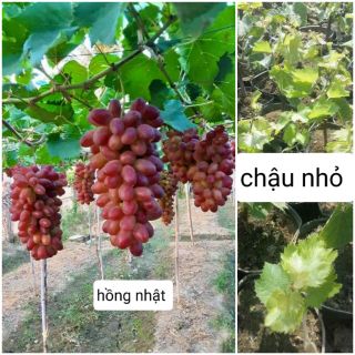 Cây Giống Nho Ghép Ninh Thuận chất lượng cao