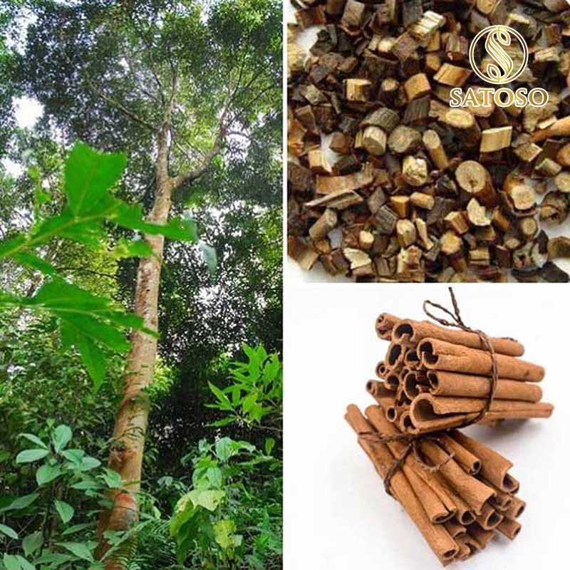 Quế chi tiêm 1kg khô thơm sạch làm gia vị có lợi cho sức khỏe SATOSO SA62