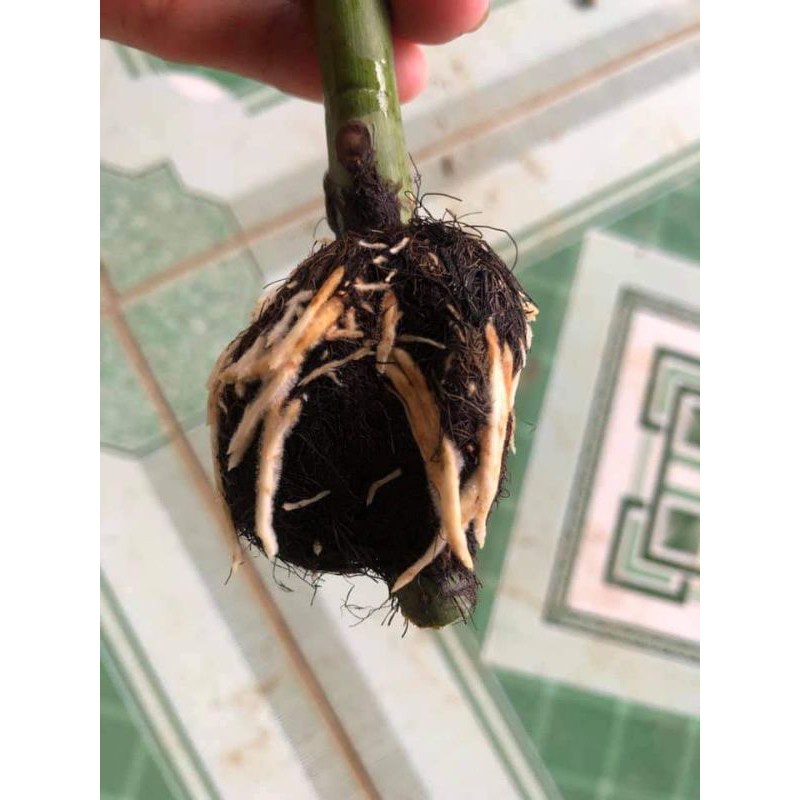 100g rễ lục bình khô (bèo tây)