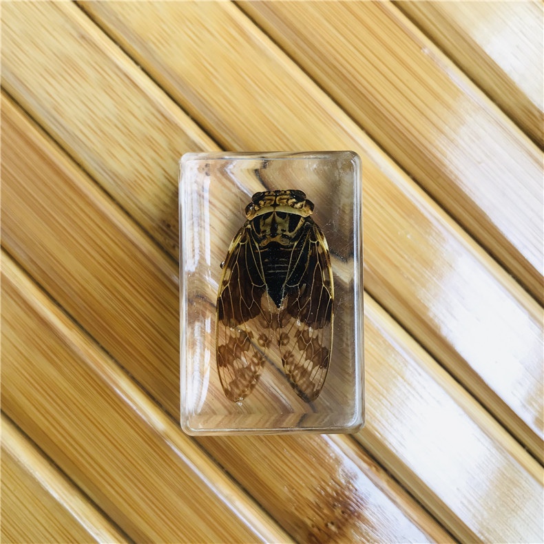 Hổ phách côn trùng - Nhiều mẫu mã - Dùng để trang trí / decor / sưu tầm